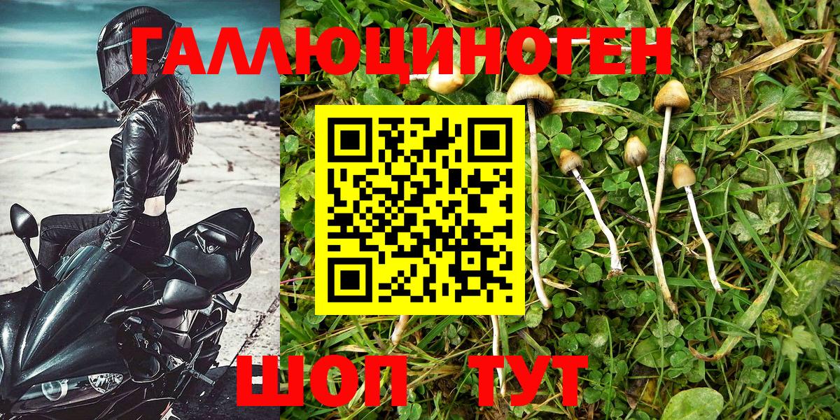 Псилоцибиновые грибы Psilocybine cubensis Волгоград